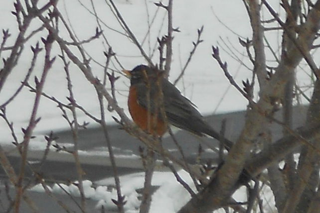 I was so lucky to actually get a shot of this plump little robin!